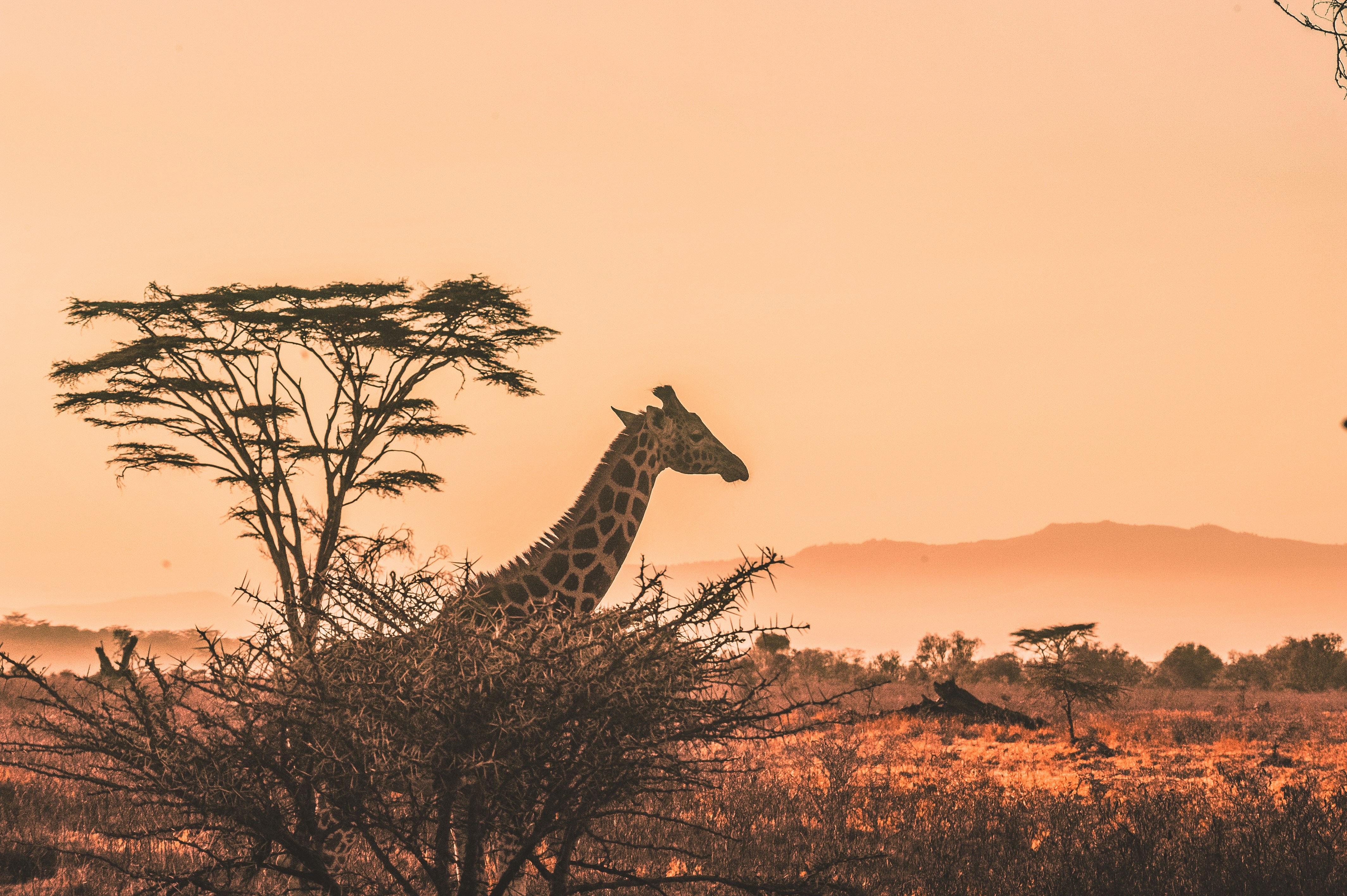 South Africa